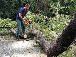 Professional  Tree Services in Picture Rocks, AZ